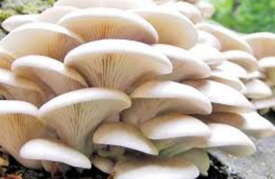 विषालु च्याउ खाँदा एकै परिवारका तीन जना बिरामी