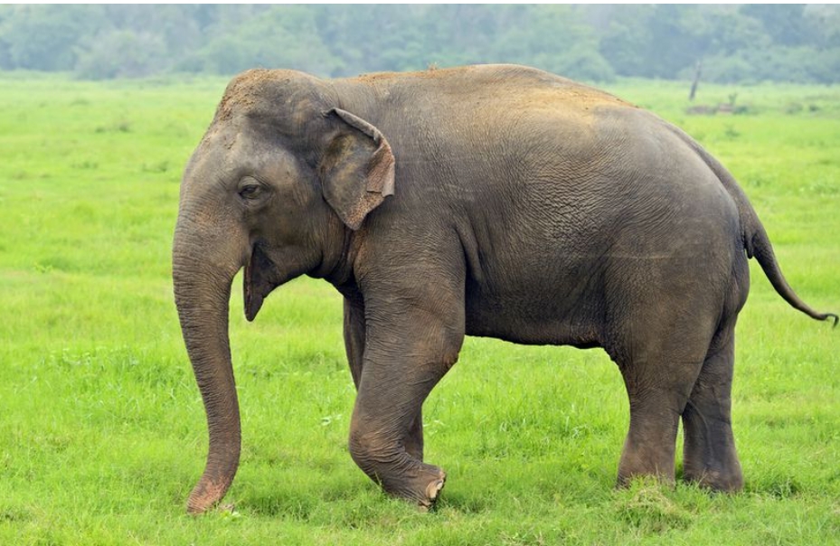 हात्तीको आक्रमणबाट मृत्यु