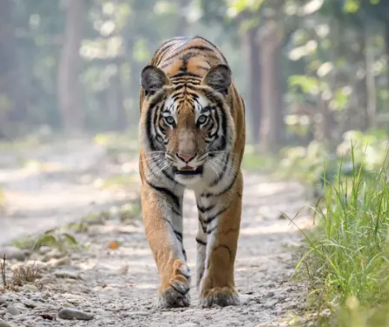 बाघको आक्रमणबाट एक व्यक्तिको मृत्यु