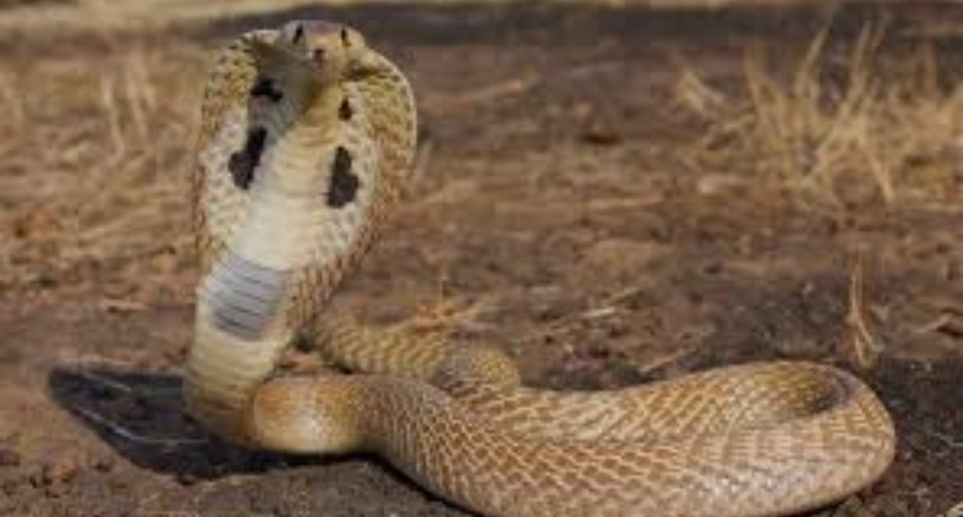 सर्पले डसेर एक महिलाको मृत्यु