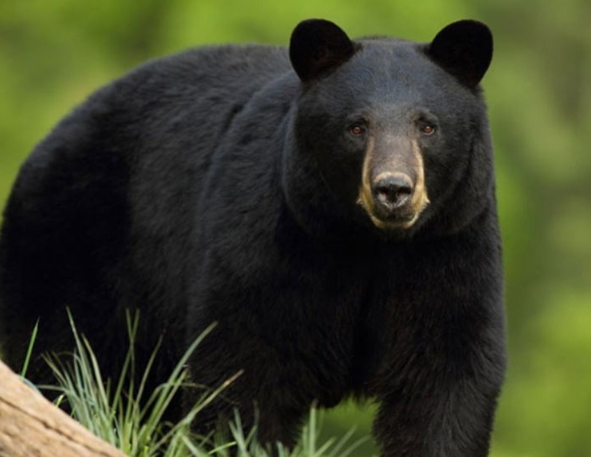 भालुको आक्रमण, तीन जना घाइते