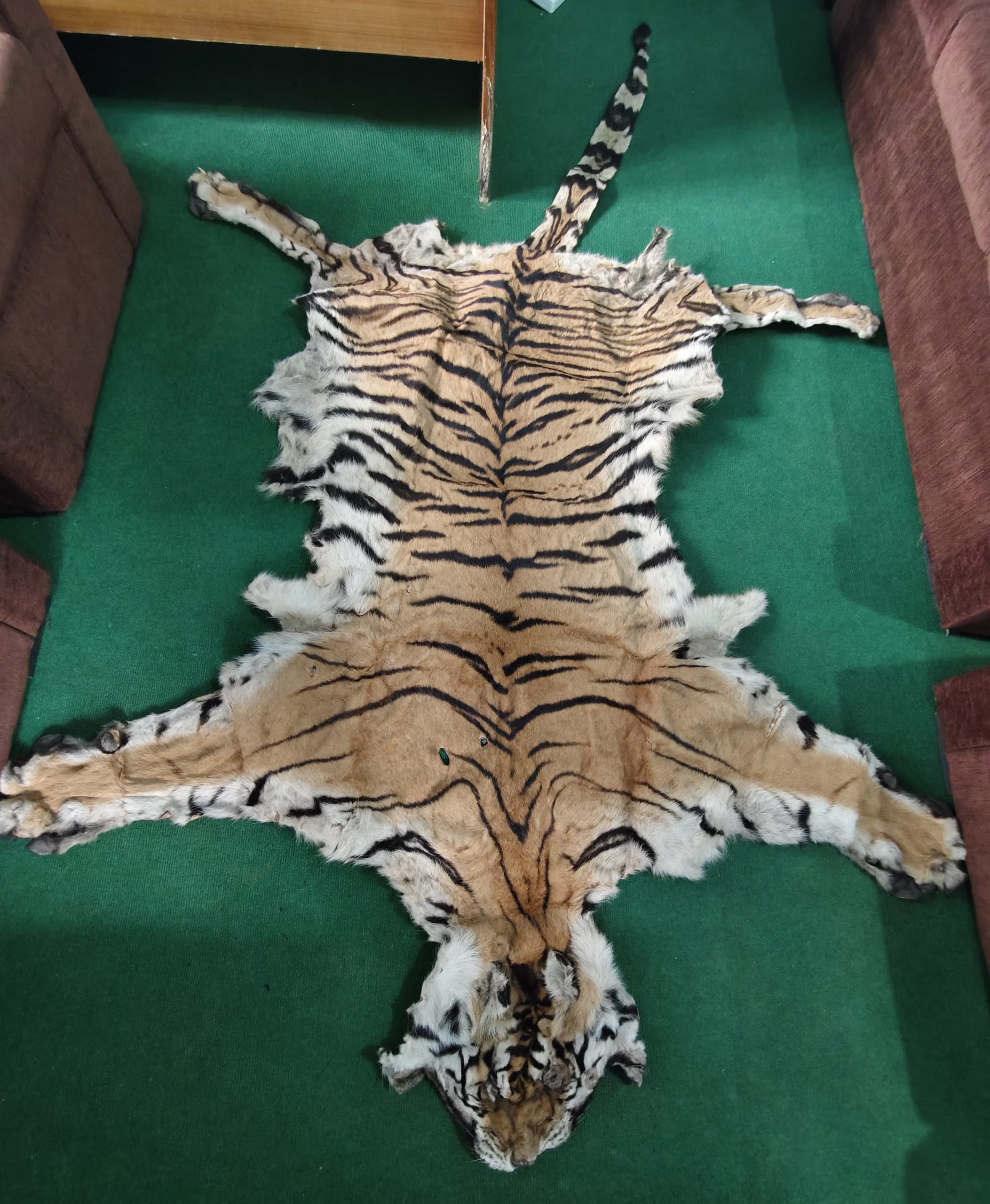 दाङमा बाघको छाला ओखेटोपहार सहित ३ जना  पक्राउ