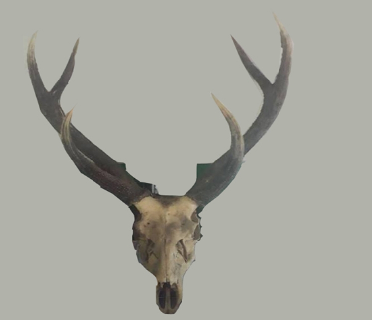 दुर्लभ वन्यजन्तु जरायोको सिङसहित दुईजना पक्राउ