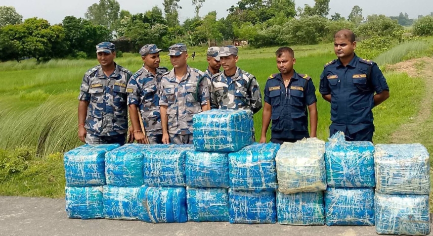 ठूलो परिमाणमा लागुऔषध गाँजा बरामद