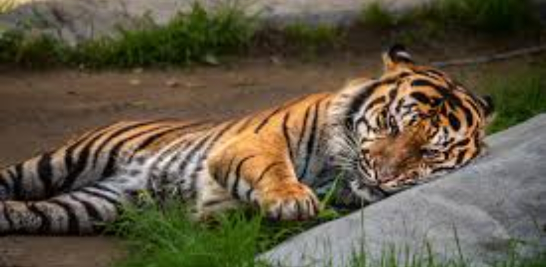 मृत भेटियो पाटे बाघ