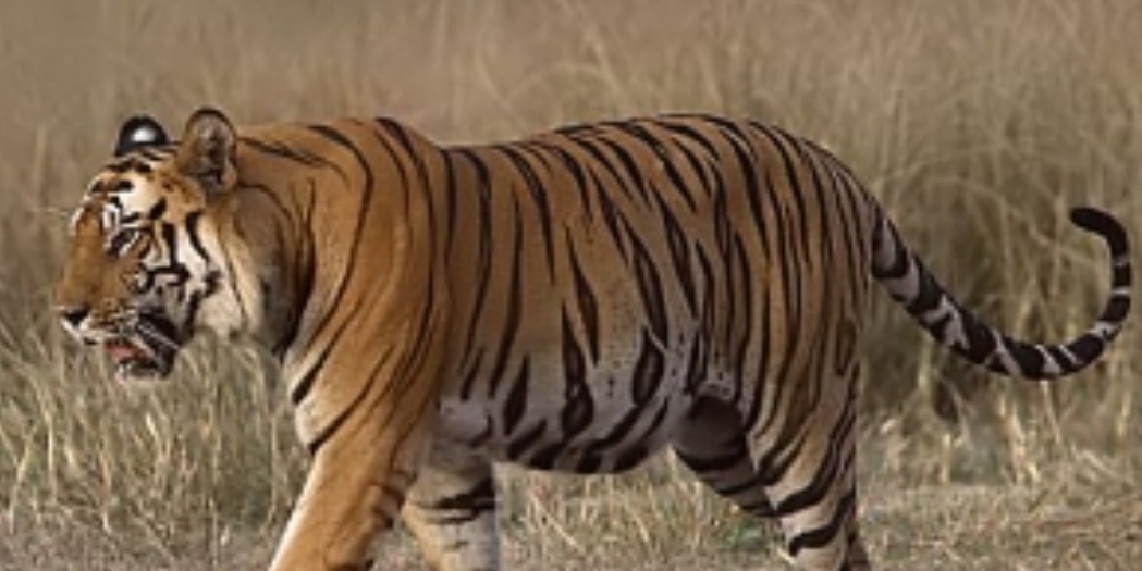 बाघको आक्रमणबाट एकजनाको मृत्यु