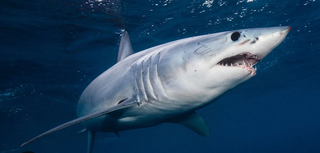 सार्कको आक्रमणबाट एक जनाको मृत्यु