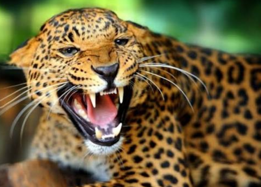 चार जना ज्यान लिएको बाघलाई नियन्त्रणमा 