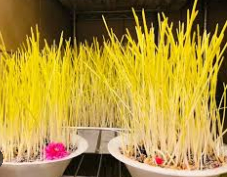 टीका र जमरा लगाउने अन्तिम दिन