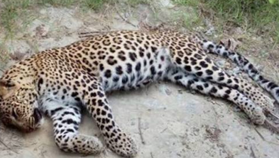 नवलपुरमा मृत चितुवा फेला