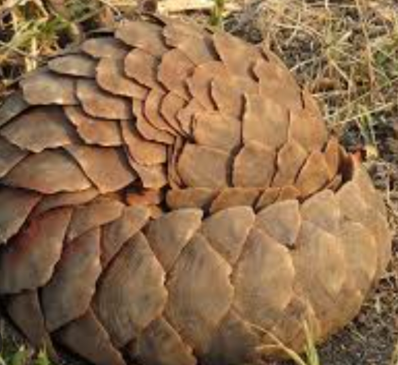 सालकको खपटासहित दुई जना पक्राउ