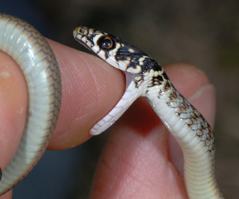 सर्पले डसेर झापाको अर्जुनधारा–११ चाम्लिङडाँडाका १० वर्षीय अनिश राईको मृत्यु