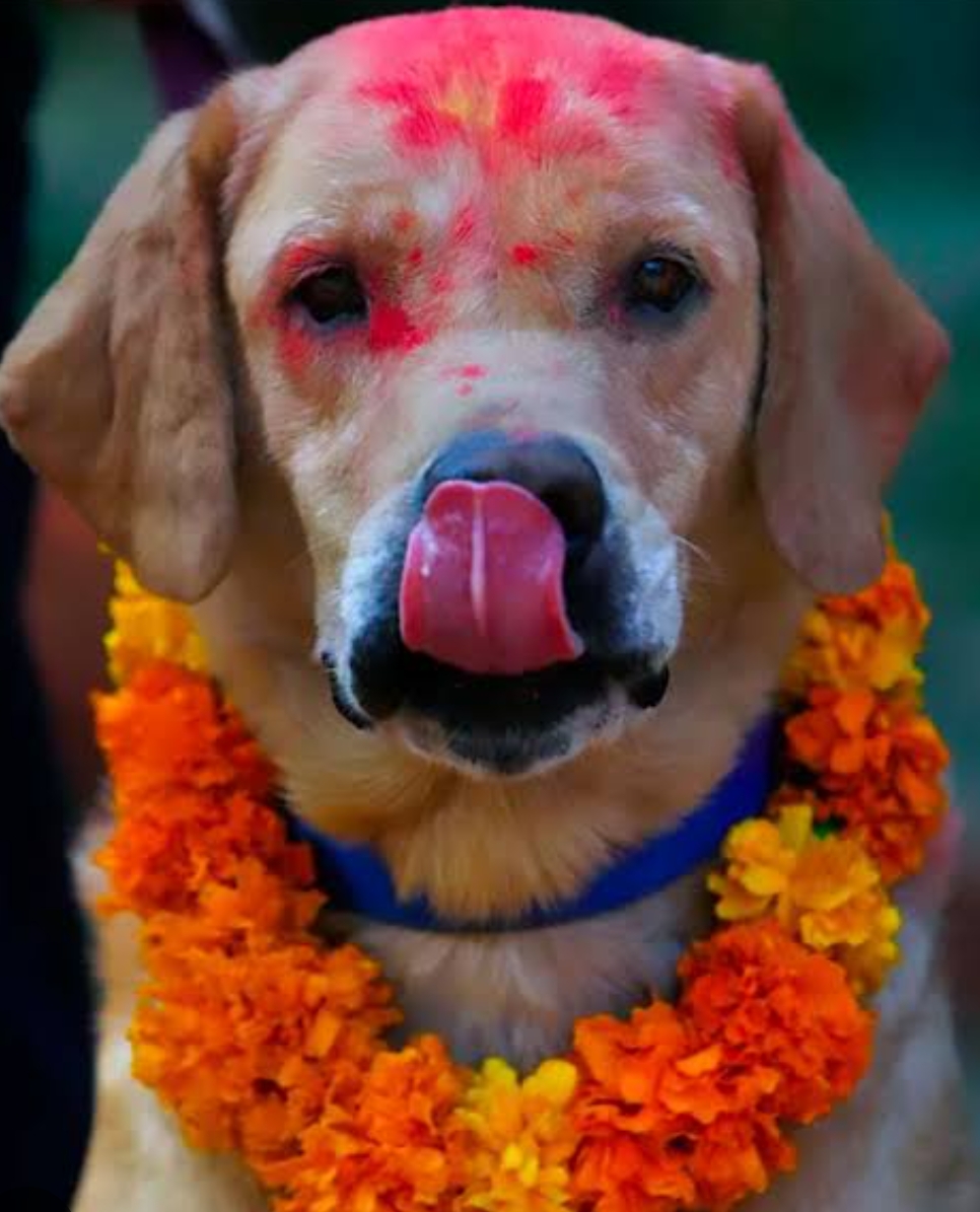 आज बिहान कुकुरतिहार, राति लक्ष्मीपूजा
