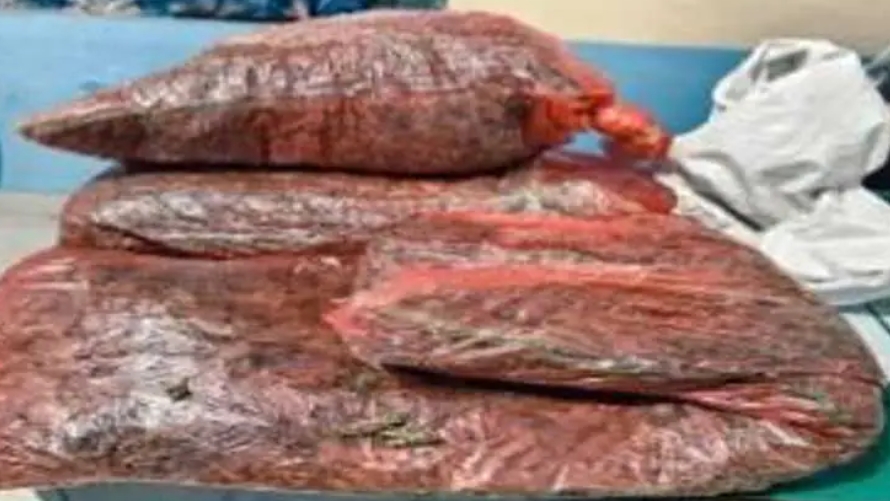 ९ किलो गाजासहित ३ भारतीय पक्राउ